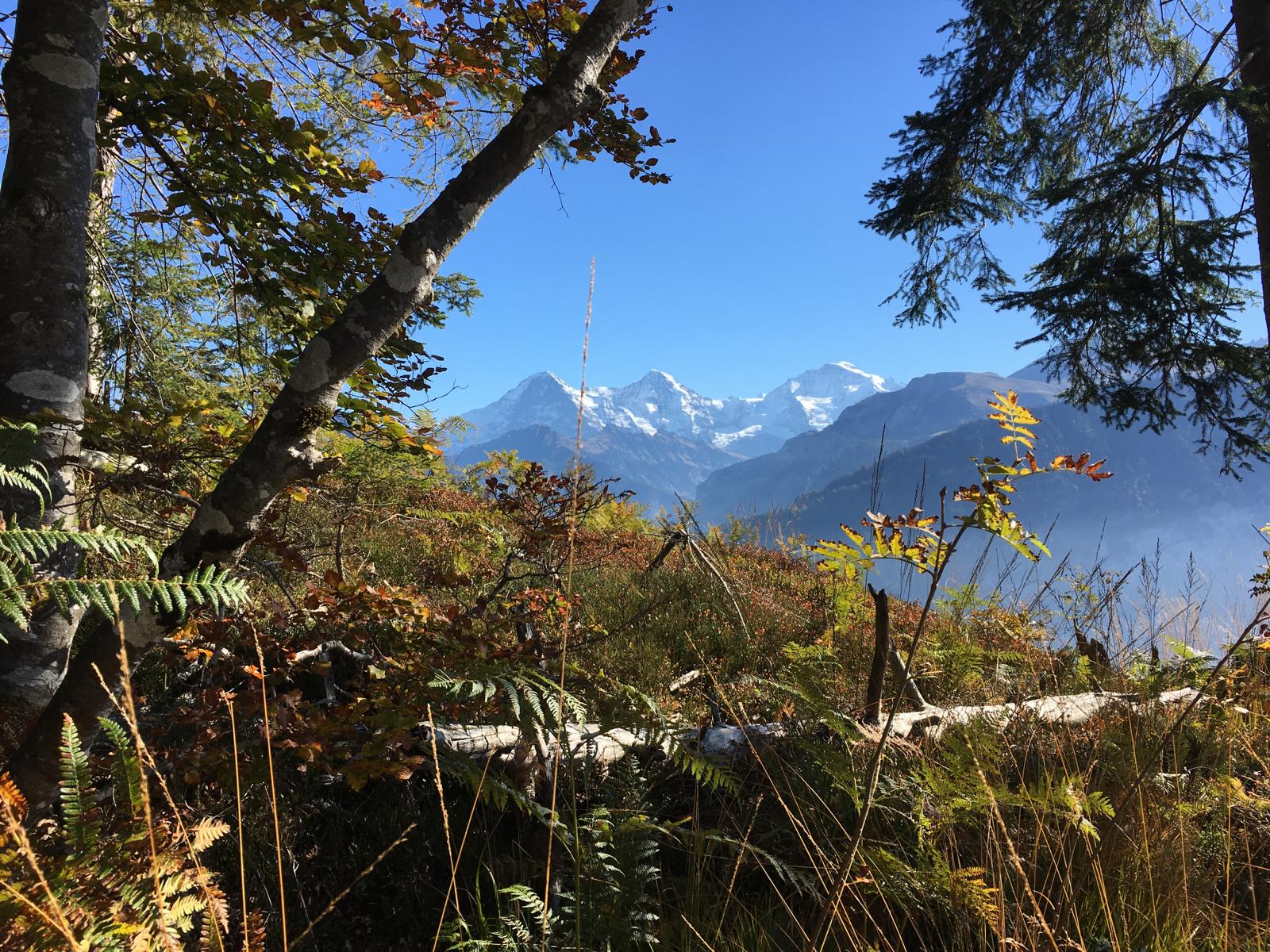 Blick auf die Alpen bei der Bestattung in der Oase der Ewigkeit